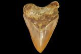 Serrated, Fossil Megalodon Tooth - Indonesia #149259-1
